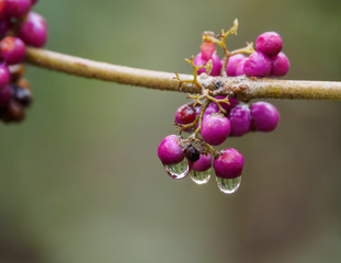 Dew on Berries