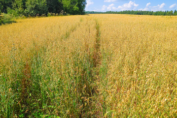 A field of ripe oats at the end of July