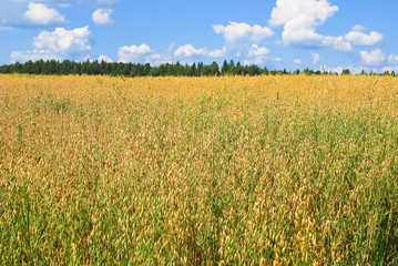 A field of ripe oats at the end of July