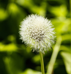 Dandelion