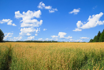 A field of ripe oats at the end of July