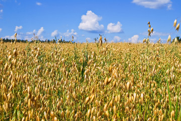 A field of ripe oats at the end of July
