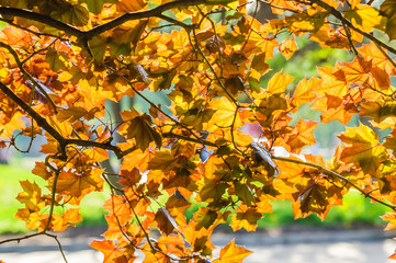 Yellow leaves of a maple tree (Acer platanoídes) autumn backlit sun