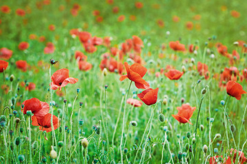 Field of Poppies