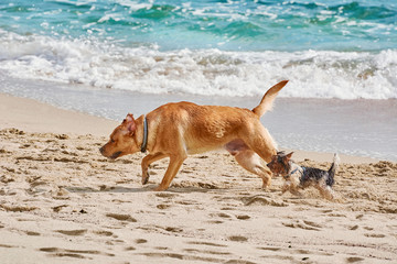 Dogs on a Beach