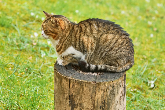 Cat on a Tree Stump
