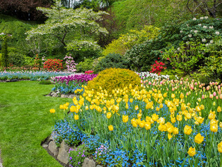 Field of tulips in the sping garden