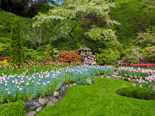 Field of tulips in the sping garden