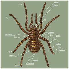 Illustration of a spider anatomy include all name of animal parts. Birdeater species in hand drawn or engraved style. arachnology
