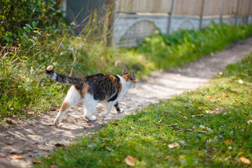 The cat goes down the path about their business, side view among the green grass, copy space