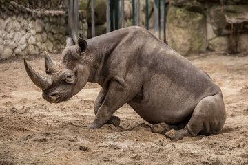 Cute baby rhino at zoo 