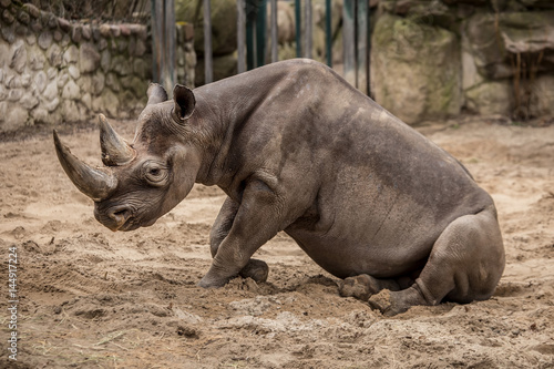Cute Baby Rhino At Zoo Stock Photo And Royalty Free Images On