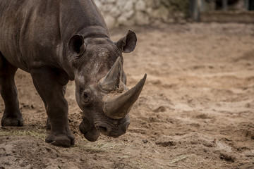 Cute baby rhino at zoo