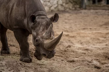 Fototapete Nashorn Cute baby rhino at zoo