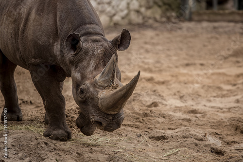 Cute Baby Rhino At Zoo Stock Photo And Royalty Free Images On