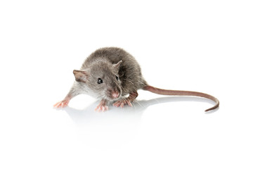 Cute funny rat on white background