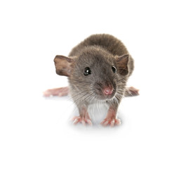 Cute funny rat on white background