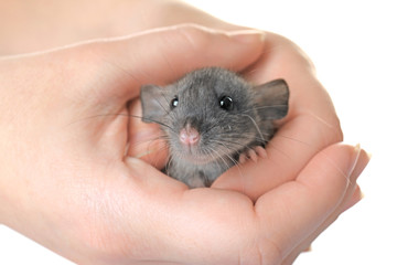Female hands with cute funny rat on white background, closeup