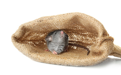 Cute funny rat in sack on white background