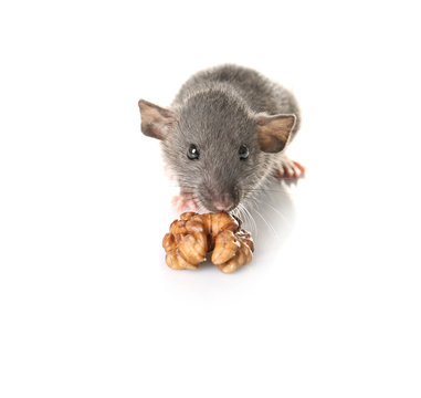 Cute funny rat eating nut on white background