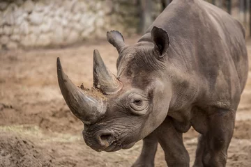 Peel and stick wall murals Rhino Cute baby rhino at zoo