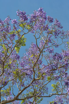 Jacaranda Flowers