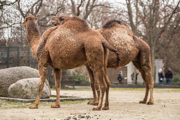 Two beautiful camels  