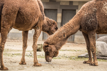 Two beautiful camels at 
