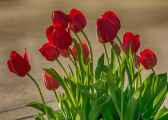 red tulips