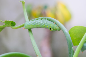 Closeup big green worm eat leaf