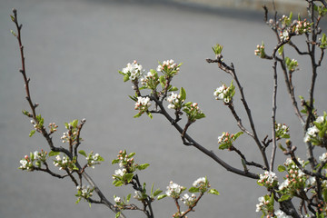 spring flower blossom on the tree branch
