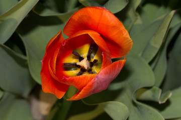 tulip from above