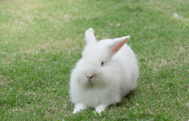 New zealand white rabbit or cute bunny on green grass.