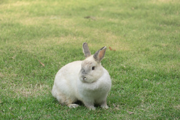 Netherlands dwarf rabbit on green grass.