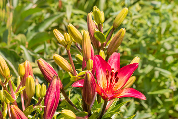 bright pink lily flowers growing in garden