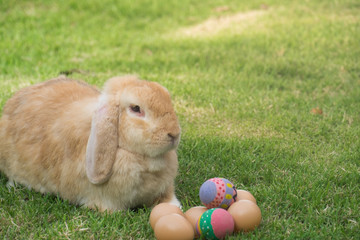 Holland lops rabbit and easter egg in the garden