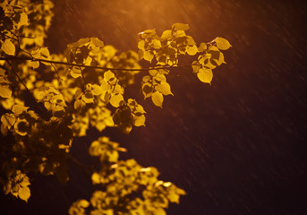 Rainy night leaves