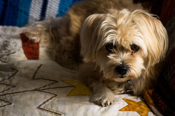 Small shitzu terrier cross sitting on blanket