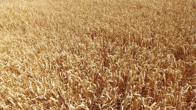 Aerial of a grain field in summer in germany