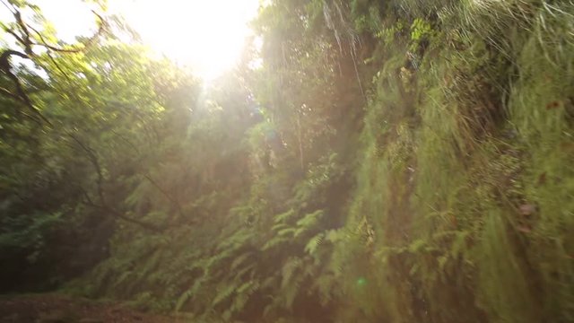 of a small steam on Madeira with sun