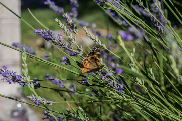 Beautiful orange butterfly on purple lavender flower
