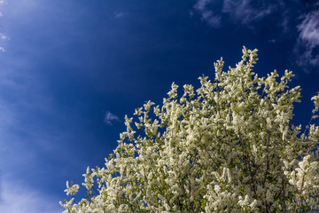 Flowering tree against bright blue sky