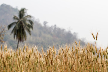 Obraz premium Barley Field in the countryside of Chiang Mai Province Northern Thailand