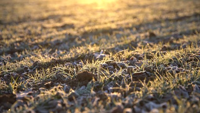 Winter landscape. Frozen field in the morning (Hoar frost)  