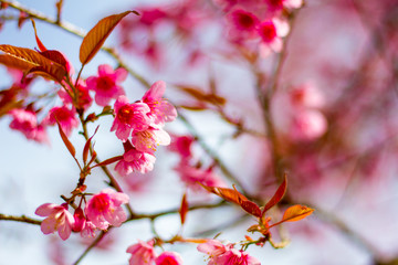 Cherry Blossom in Northern Thailand