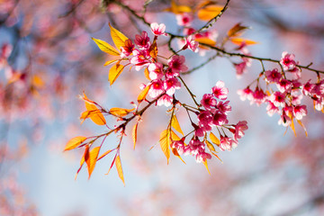 Cherry Blossom in Norhern Thailand