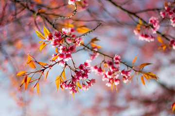 Cherry Blossom in winter in Northern Thailand