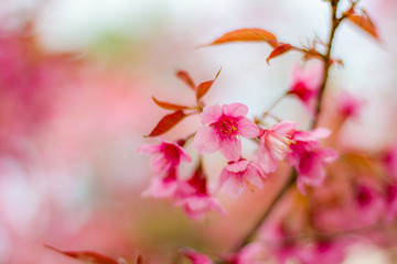 Cherry Blossom in winter in Northern Thailand