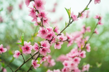 Pink peach blossom On a natural green background