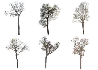 Trees isolated on white background